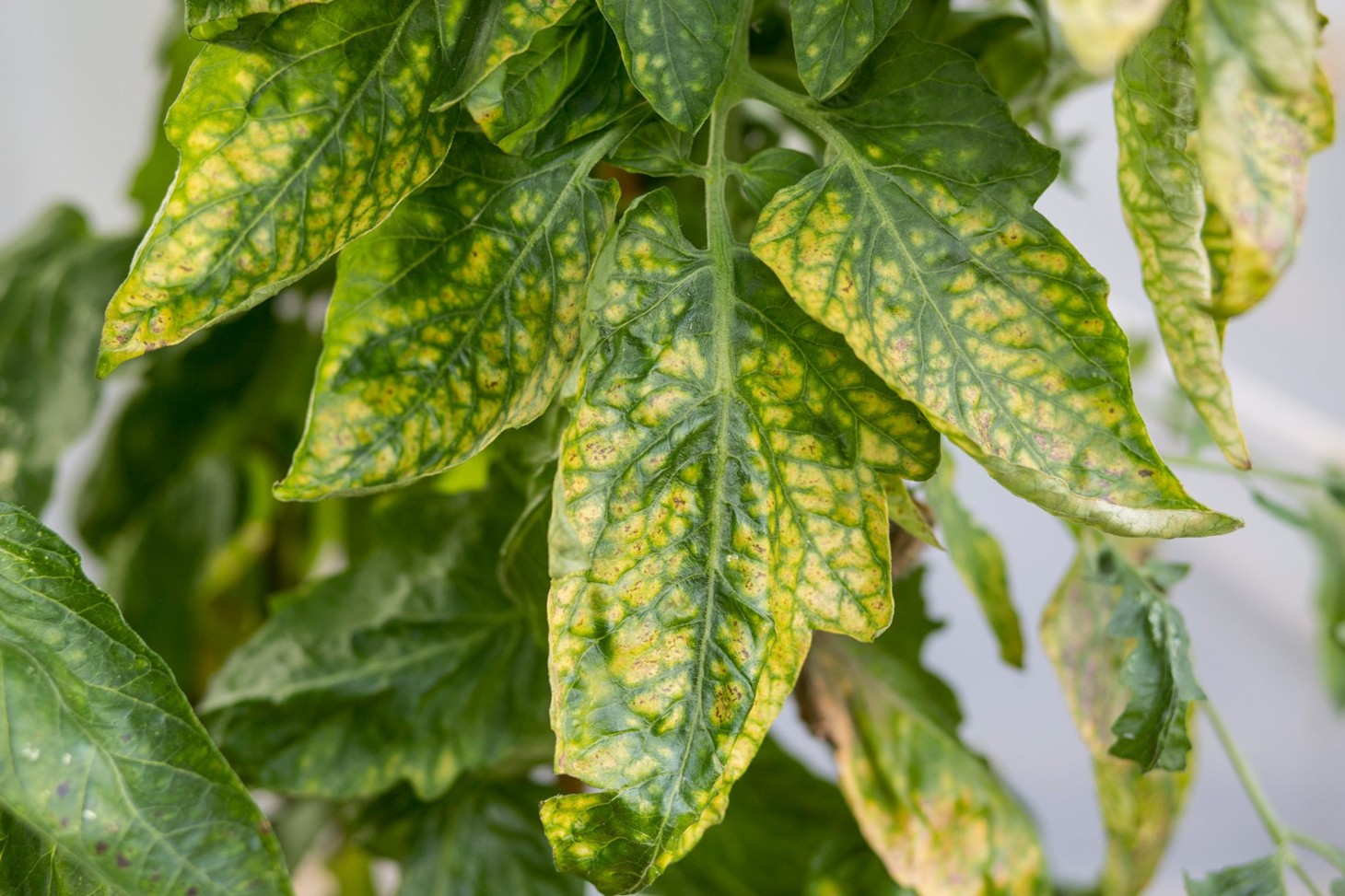 Leaf Disease Net